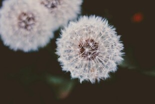 白色绒球花朵特写