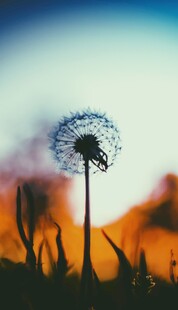 夕阳下的孤独蒲公英