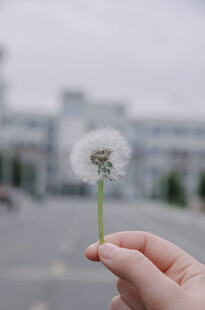 手托蒲公英