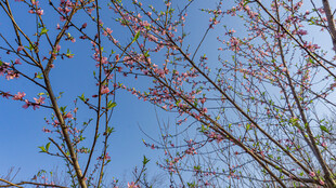 蓝天映衬下的繁花树枝