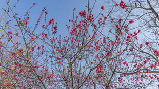 枝头绽红 春日烂漫景致