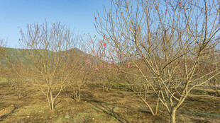 秋日旷野中的光秃树木