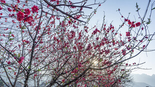 枝头绽放的艳丽红梅