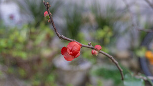 枝头花蕾俏立显生机