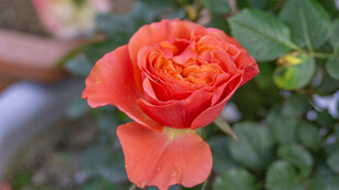 娇艳橙红色玫瑰花