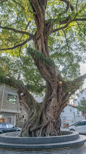 古老繁茂的街边参天大树