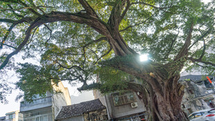 阳光下的繁茂古榕树