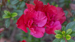 娇艳欲滴的红色杜鹃花