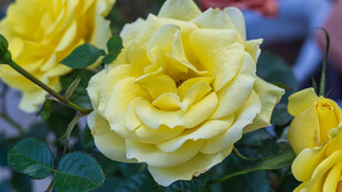 娇艳黄玫瑰绽放