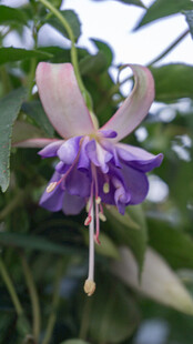 优雅紫花绽放