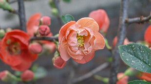 娇艳贴梗海棠绽放