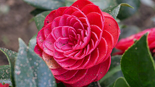 娇艳欲滴的红色山茶花