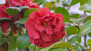 娇艳盛开的红色山茶花