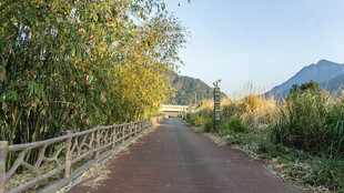 乡间竹林旁的宁静小路