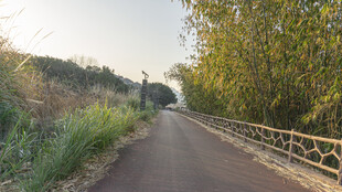 乡间小路 绿意盎然的旅程