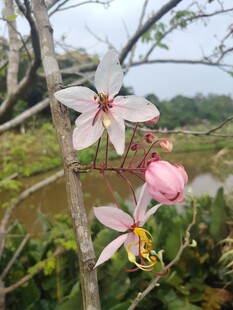 枝头绽放的美丽粉色花朵