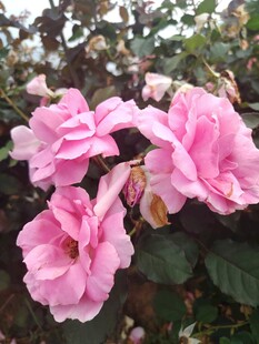 娇艳粉色月季花绽放