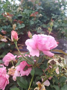 娇艳粉色月季花绽放