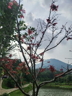 湖畔繁花树