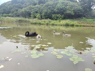 池塘中黑天鹅与荷叶相伴