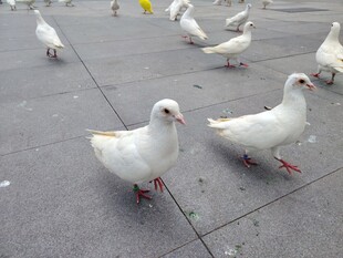 广场上的一群白鸽子