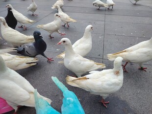 广场上的白鸽群