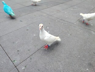 广场上的几只彩色鸽子