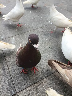 地面上的一群鸽子