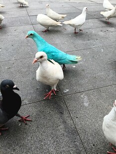 多彩鸽子聚集地面