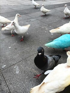 广场上的多彩鸽子群