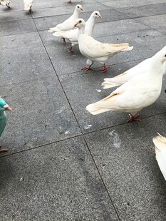 广场上的白鸽群