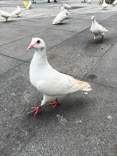广场上的白鸽子