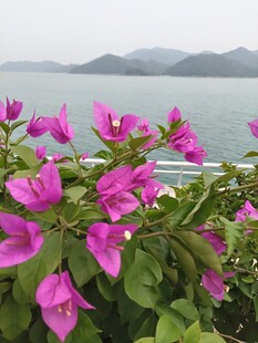 海边绽放的艳丽三角梅