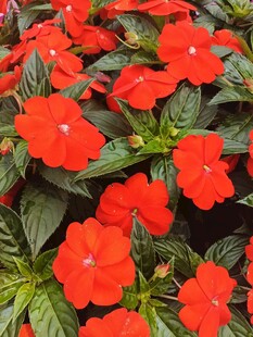 鲜艳红花绽放绿叶间