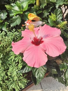 娇艳粉花