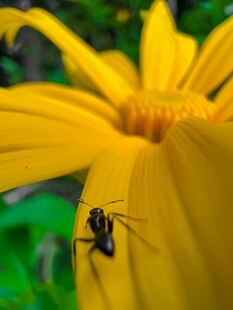 黄花上的小昆虫