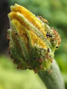 花蕾上的蚂蚁群