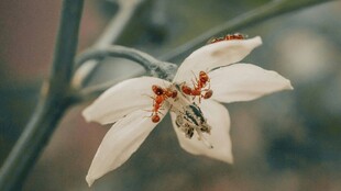 白色小花特写