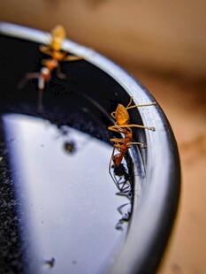 碗边的两只小蚂蚁