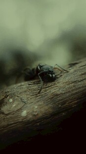 木上停驻的绿头苍蝇