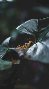 绿叶上的神秘橙色物体