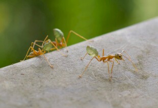 两只蚂蚁在石上互动