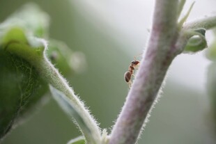 枝干上的小昆虫