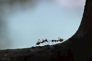 蚂蚁在树枝上的队列行进