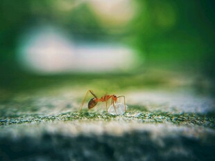 草地上的蚂蚁