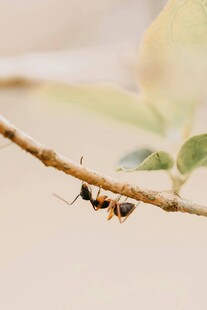 树枝上的两只蚂蚁