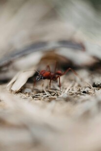 微距下的红蚂蚁