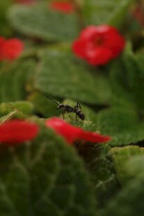绿叶衬红花下的小昆虫