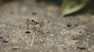 地面上的小昆虫