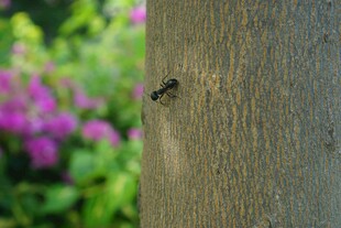 树干上的黑色小昆虫